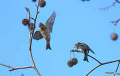 福岡のアトリさん②