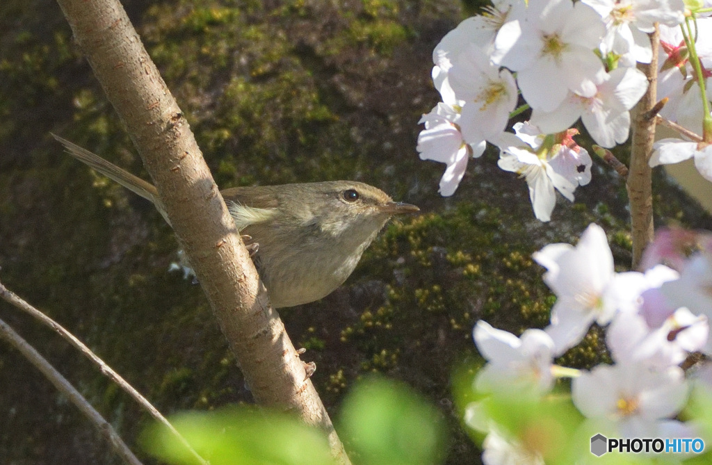 桜にウグイス