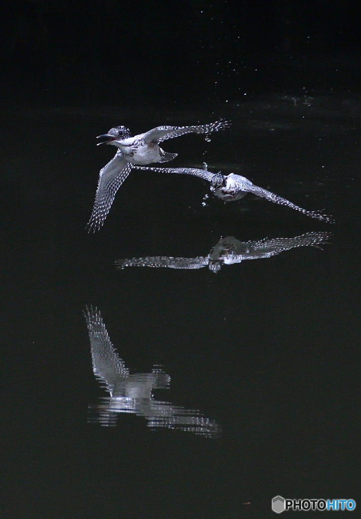 ヤマセミのカップル