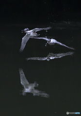 ヤマセミのカップル