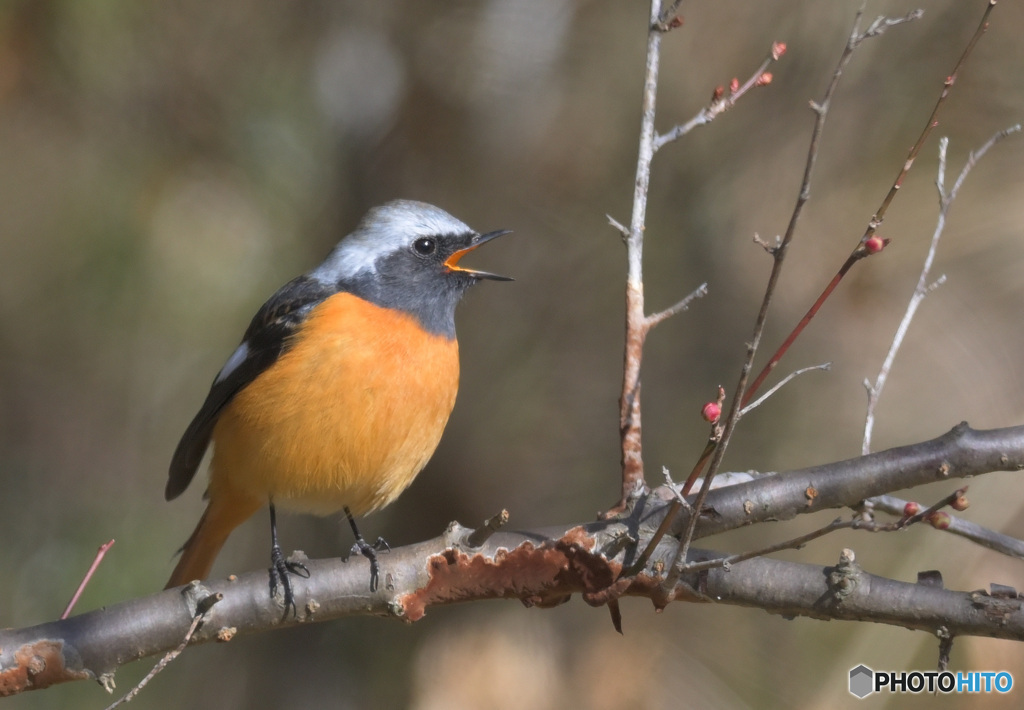 元気なジョウビタキ君