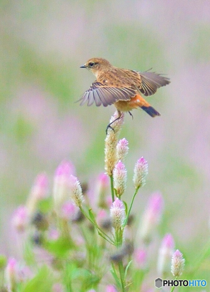 ノゲイトウにノビタキⅡ