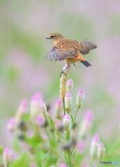 ノゲイトウにノビタキⅡ