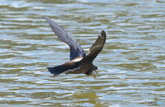 ハリオアマツバメ② ハリオアマツバメ②