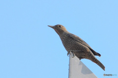 イソヒヨドリのお嬢さん