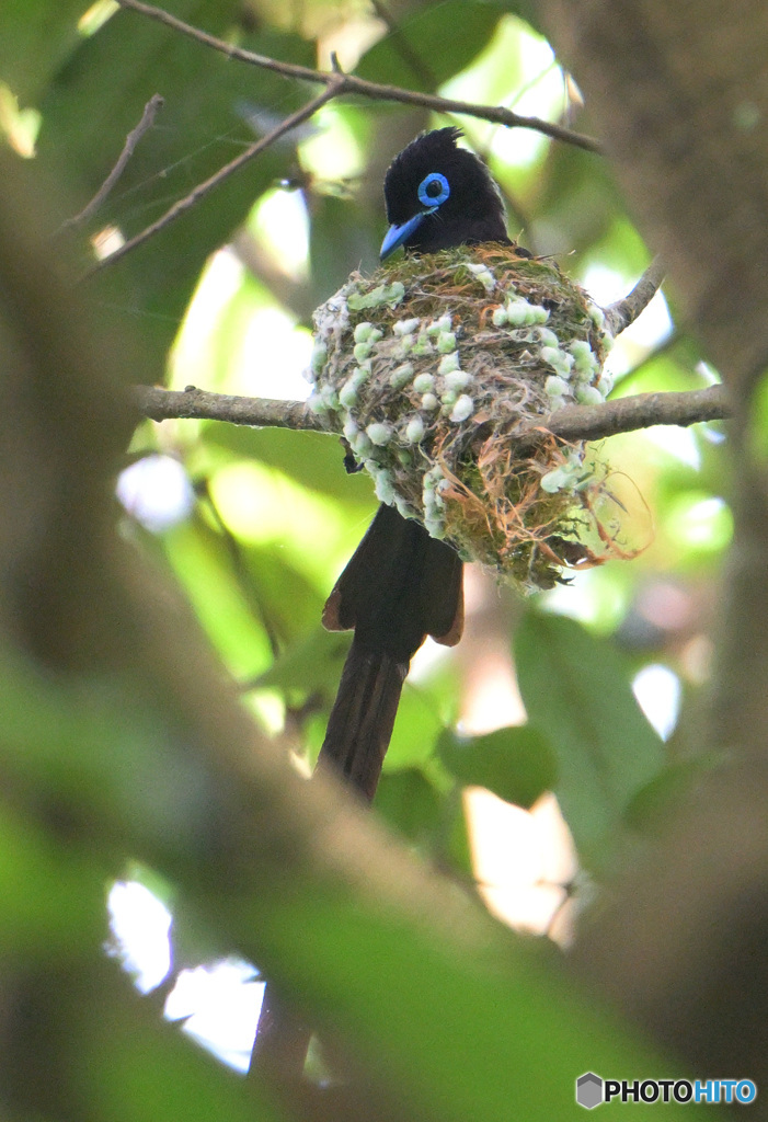 5月のサンコウチョウ君
