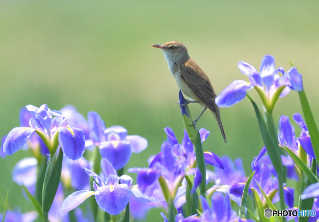 花菖蒲にオオヨシキリ