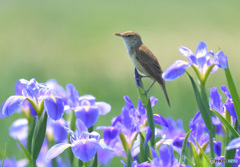 花菖蒲にオオヨシキリ