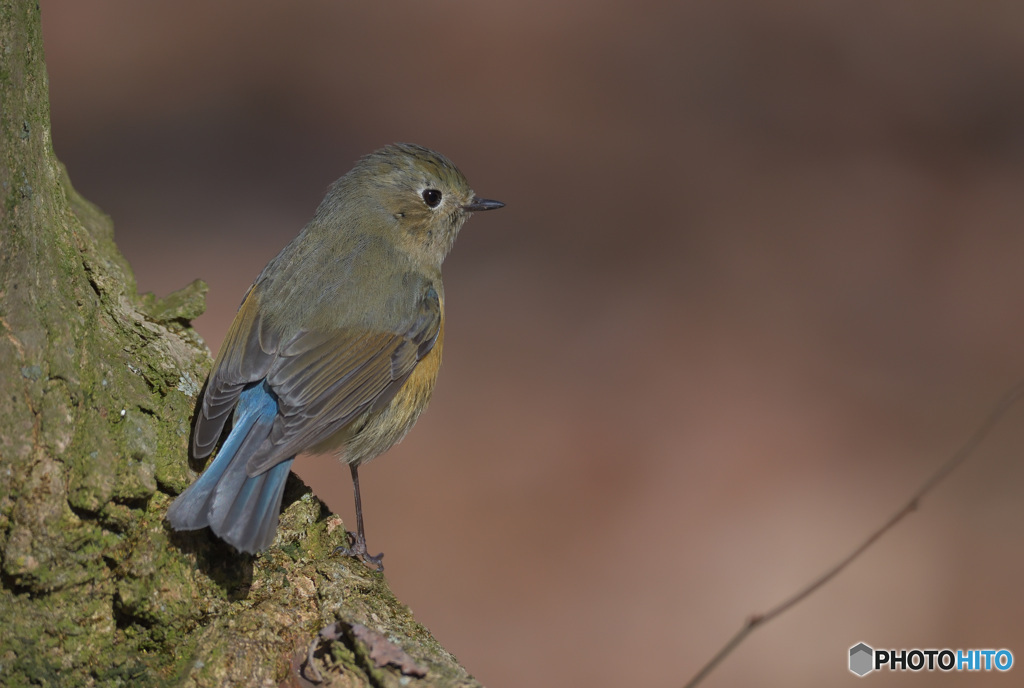 ルリビタキ若♂③