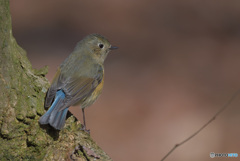 ルリビタキ若♂③