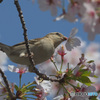 桜ニュウナイスズメ⑧