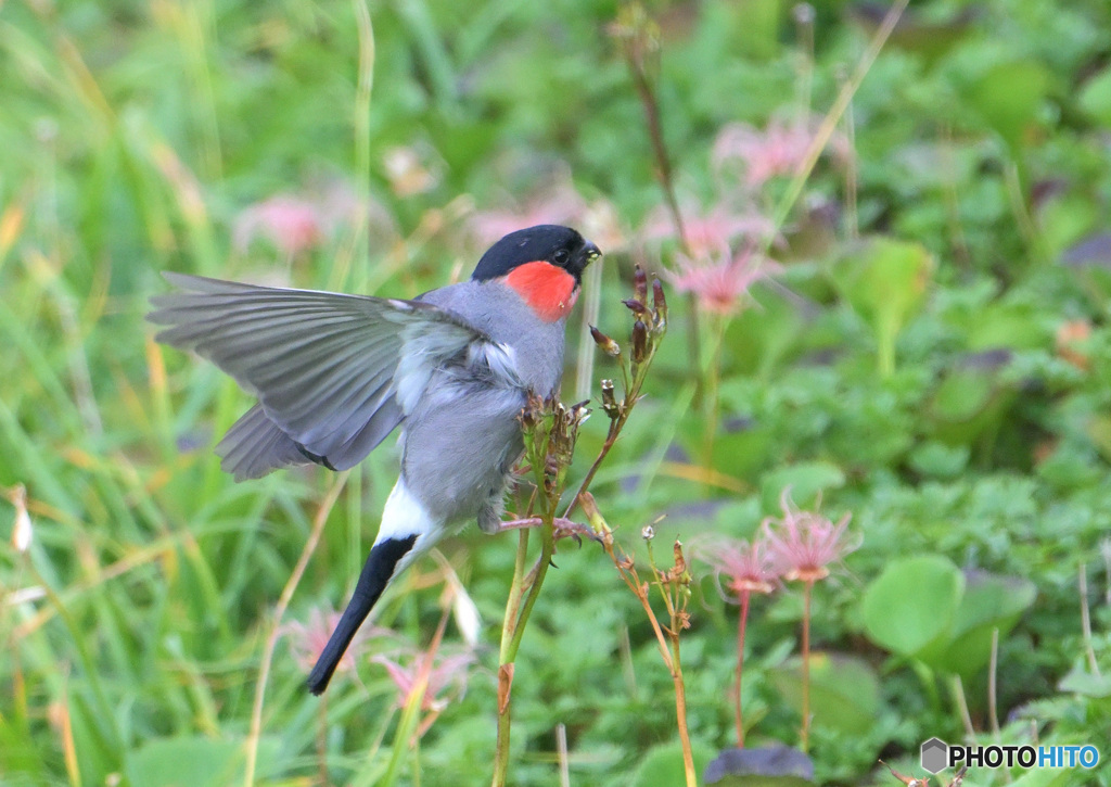 チングルマにウソ♂③