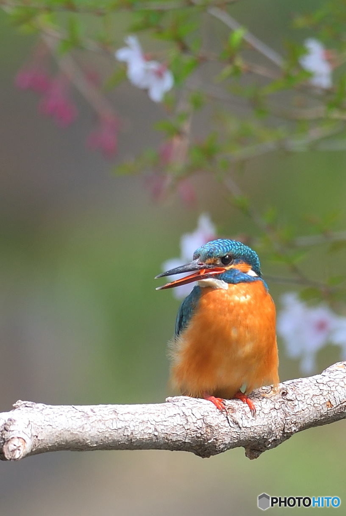ゴキゲンカワちゃん