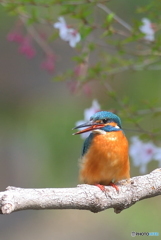 ゴキゲンカワちゃん