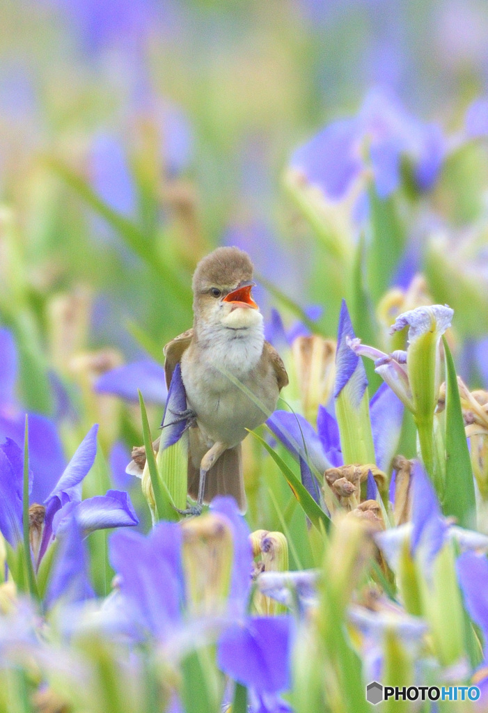 菖蒲にオオヨシキリ㉖