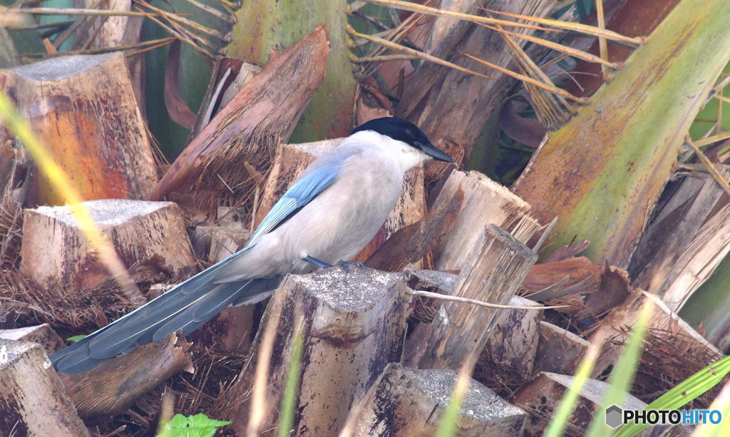 TDSのオナガさん