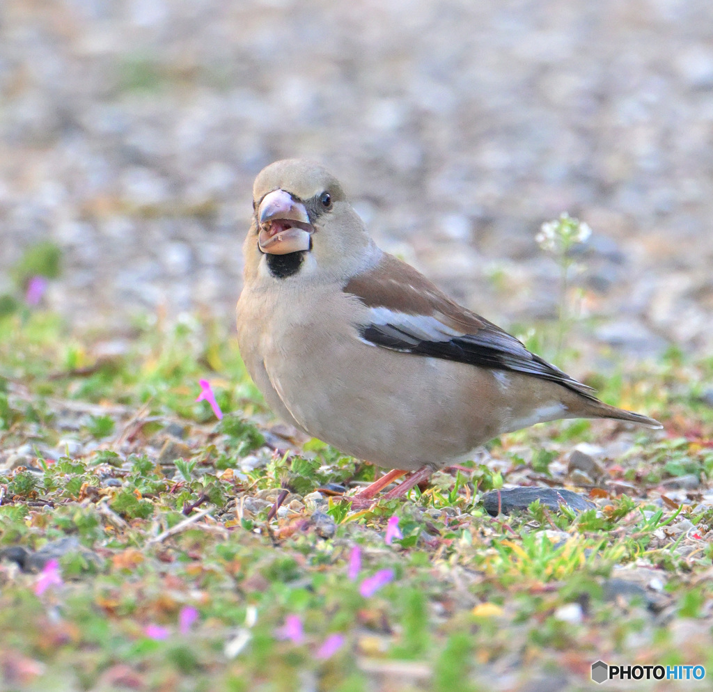 お散歩シメさん