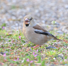 お散歩シメさん