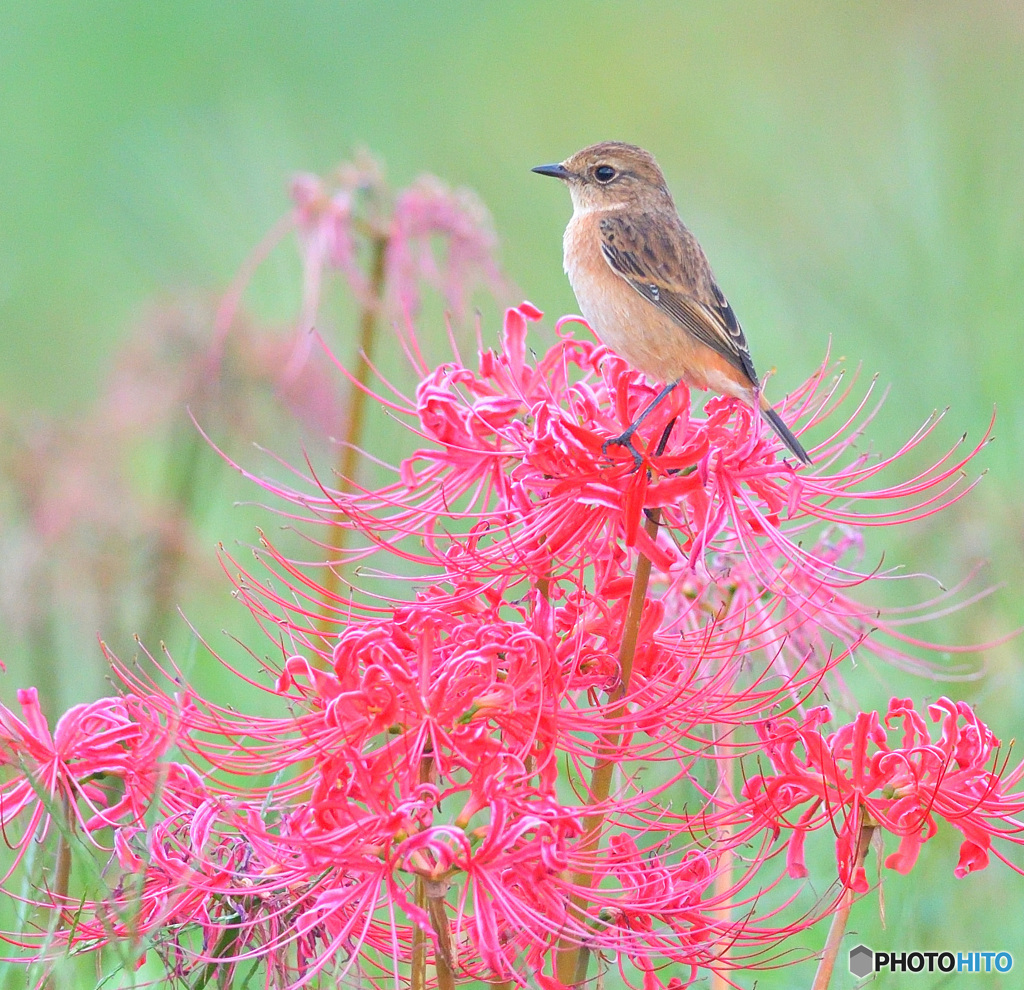 彼岸花にノビタキ⑫