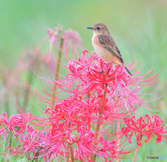 彼岸花にノビタキ⑫
