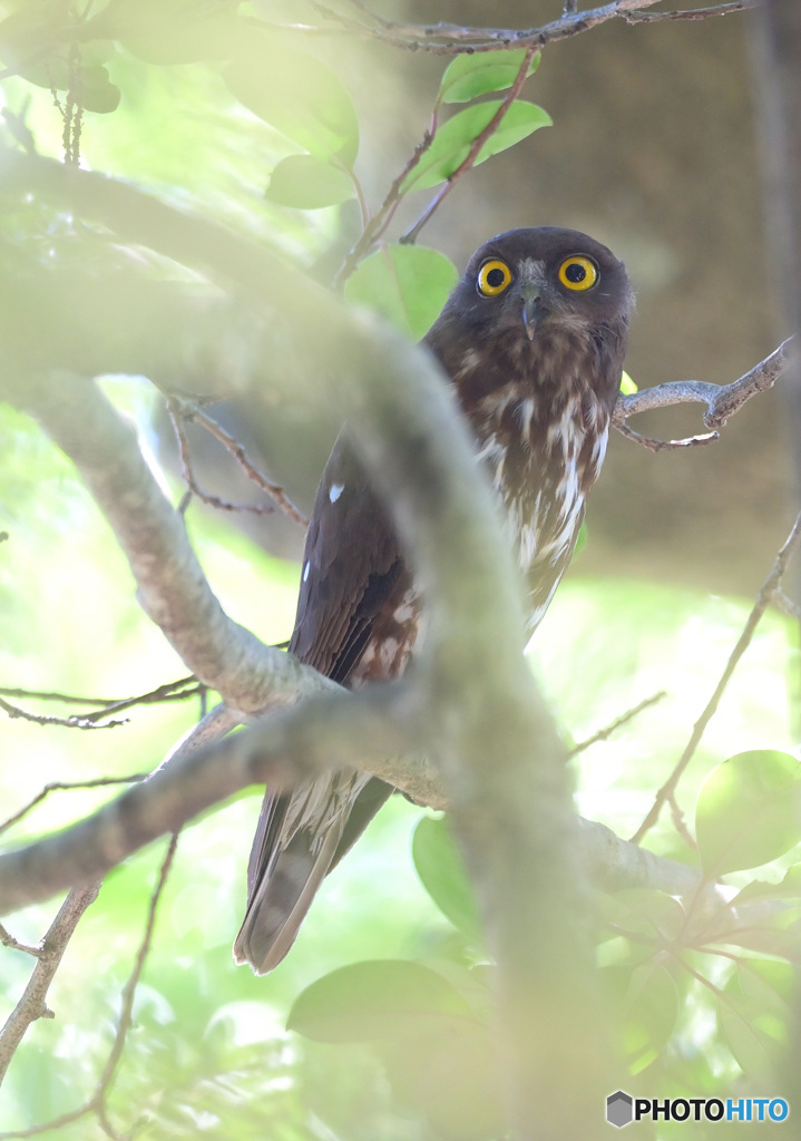 アオバズクの母