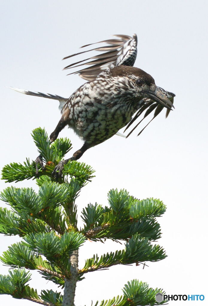 ホシガラスの飛び出しⅡ