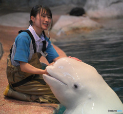 ベルーガとスタッフさん