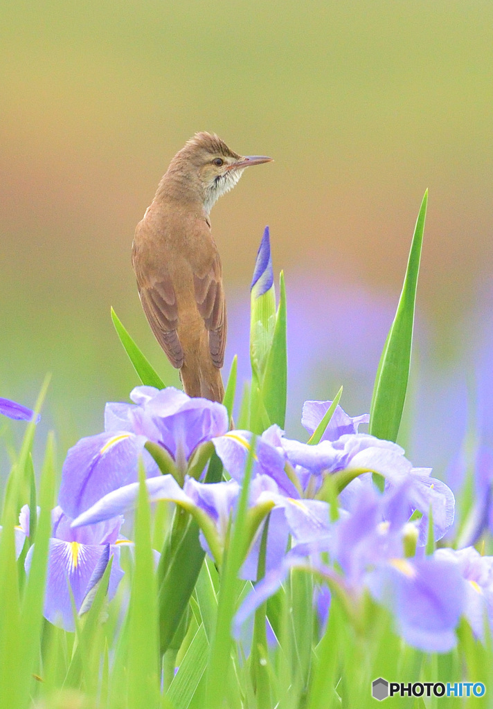 見返りオオヨシキリ