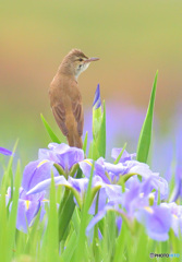 見返りオオヨシキリ