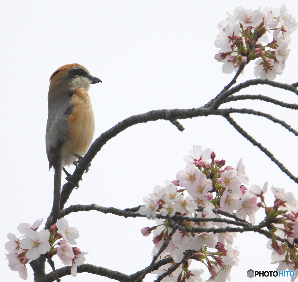 桜に百舌鳥