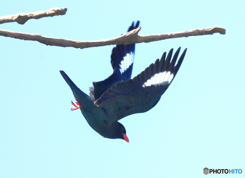 ７月のブッポウソウ⑬