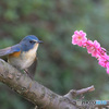 紅梅にルリビタキ君⑯