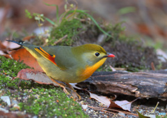 在庫のソウシチョウ