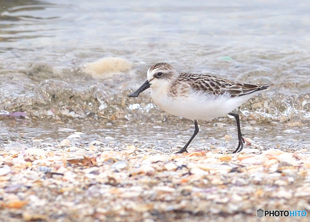 波打ち際のヘラシギ