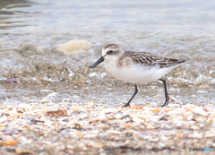 波打ち際のヘラシギ