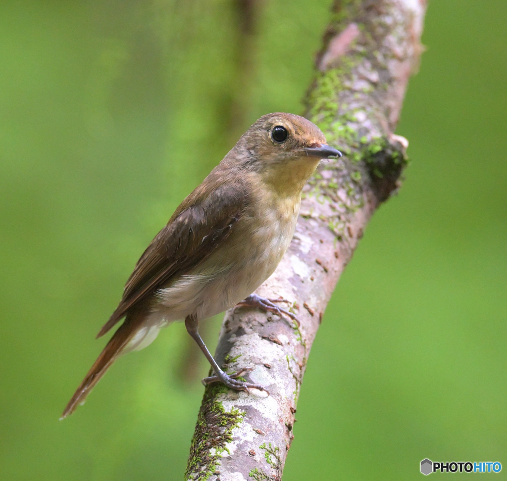 ６月のキビタキさん②