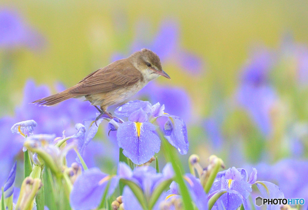 菖蒲にオオヨシキリ⑱