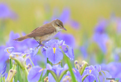 菖蒲にオオヨシキリ⑱