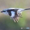 オオカラモズの飛び出し
