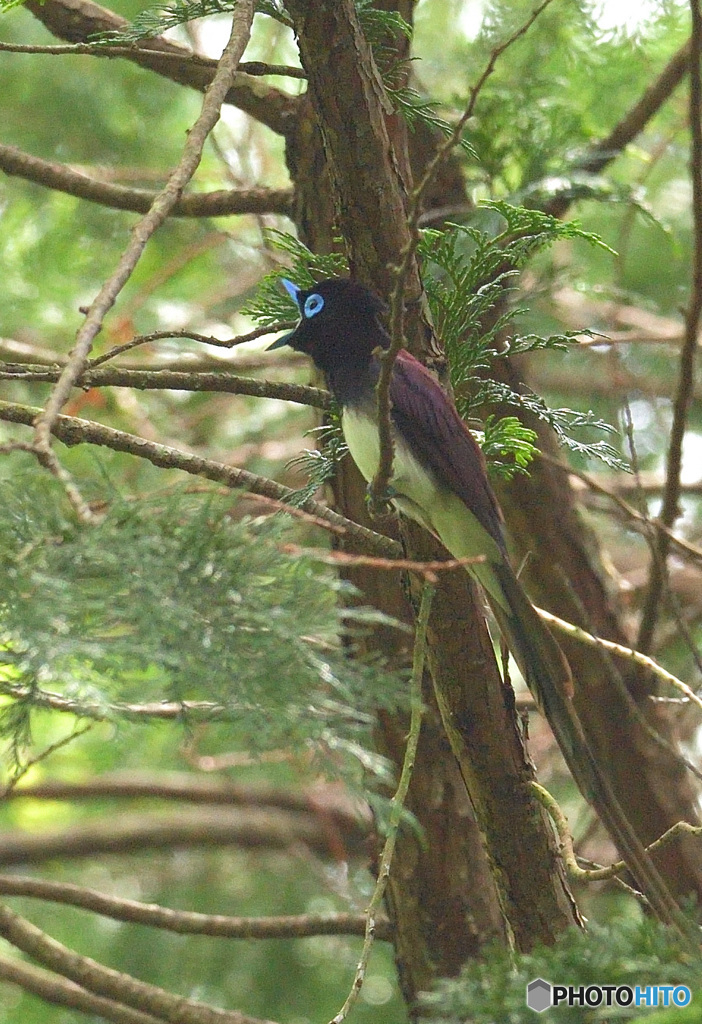 元気なサンコウチョウ