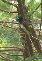 元気なサンコウチョウ