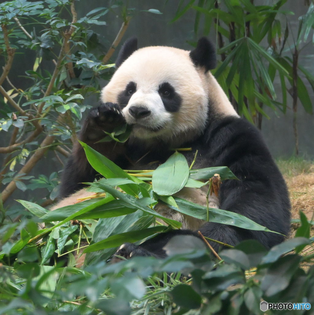 香港のパンダさん