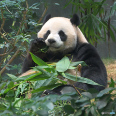 香港のパンダさん