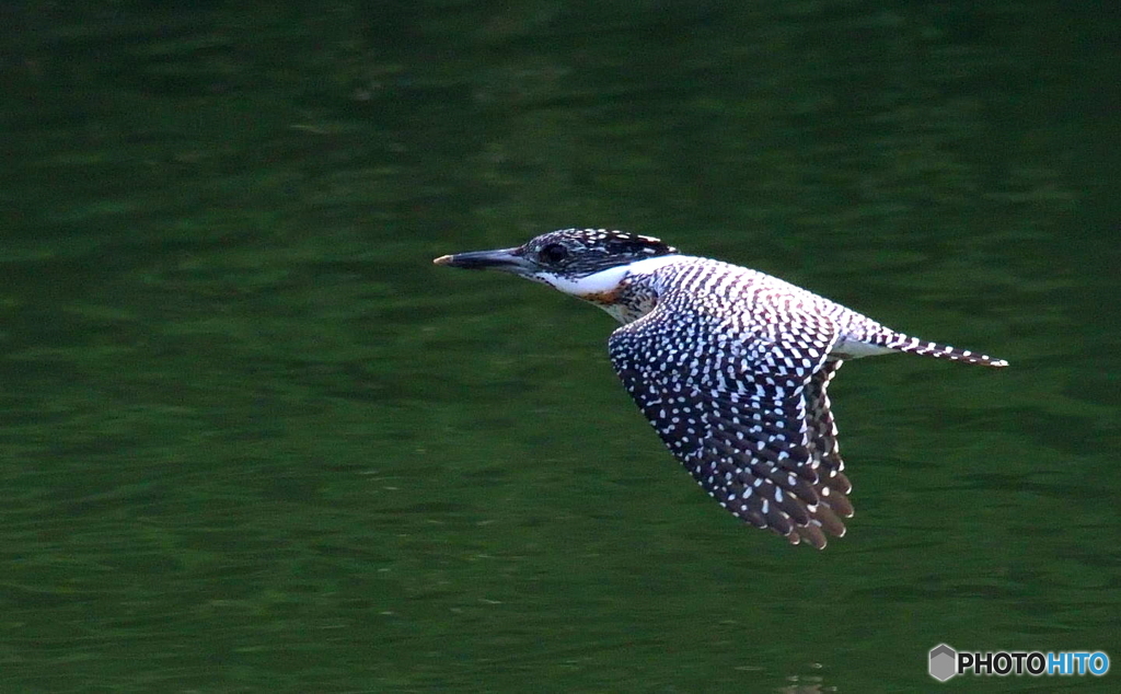 ヤマちゃんのローパス