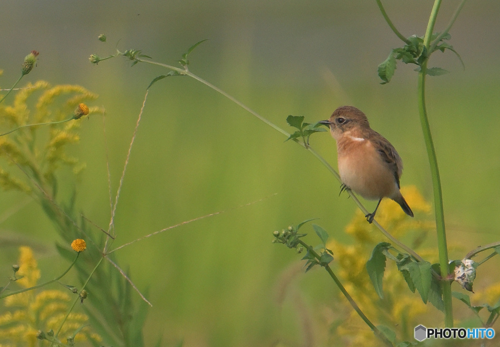 ノビタキさん②