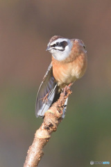 伸びをするホオジロ