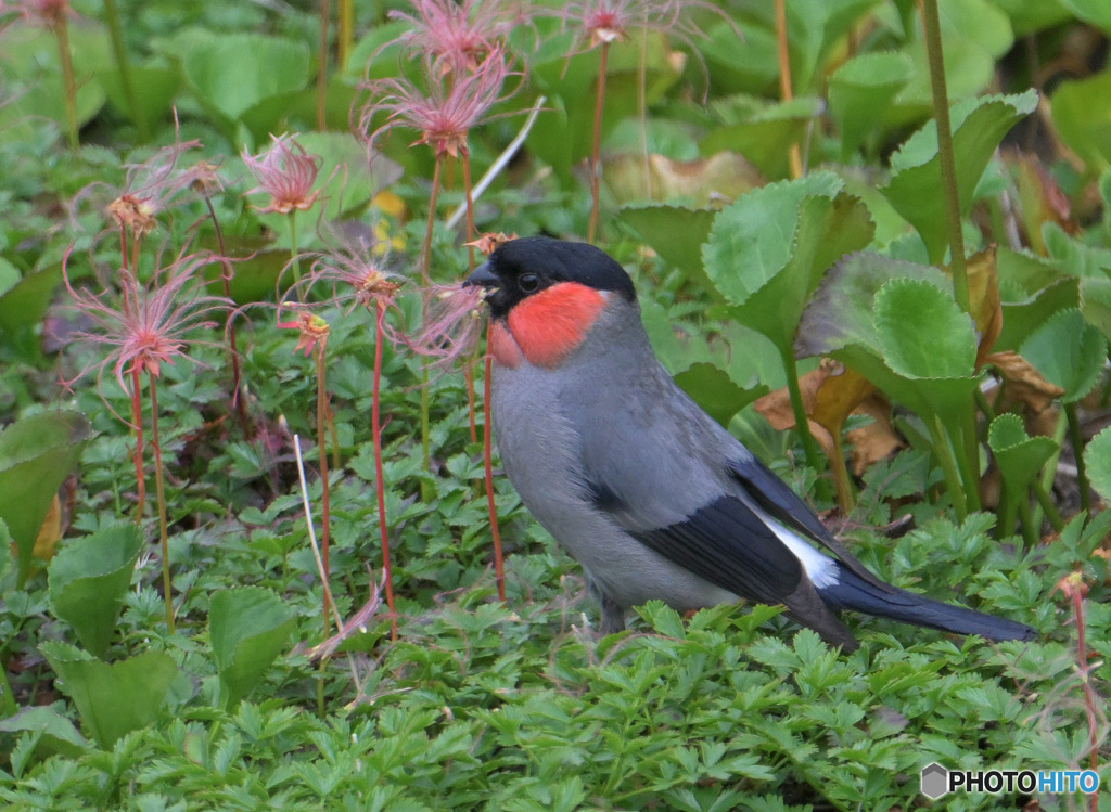 チングルマにウソ♂②