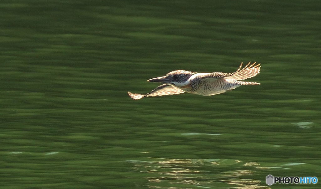 ヤマセミのローパスⅠ