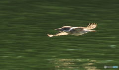 ヤマセミのローパスⅠ