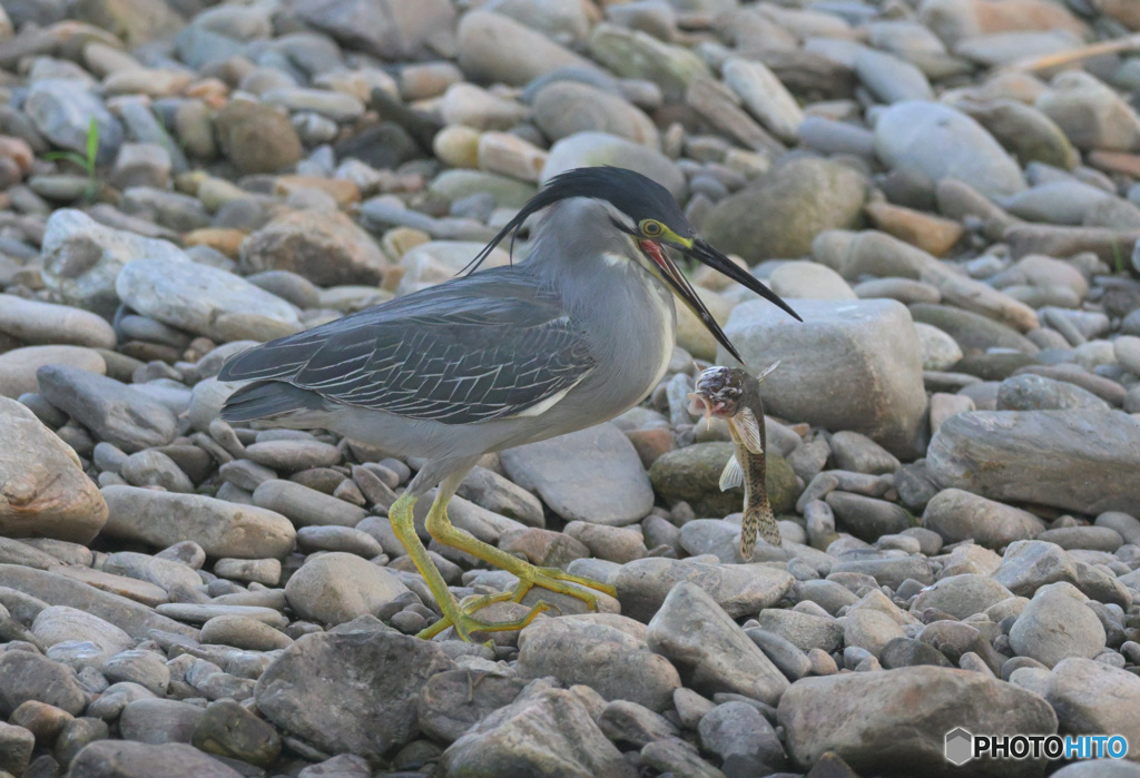 落としちゃった